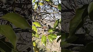 A varied tit (yamagara) having fun on Doyama mountain, Kagawa. #japan  #hiking #birdsong