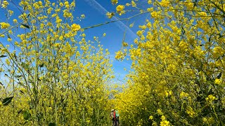 2023 Wildflowers in Wildwood Regional Park