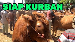 harga sapi siap kurban