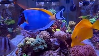 Ikan hias warna-warni dalam aquarium cantik