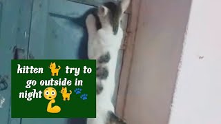 kitten🐈try to go outside in night🥺Highlight 12:54 - 17:54 from pet Cat smart entertainment is live!