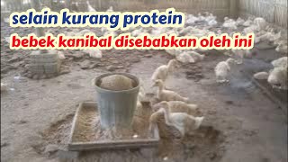 sebab bebek kanibal selain kurang protein