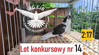 Lot konkursowy nr 14 na WG EJB Zamoy Pigeons Loft 2022