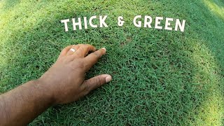 How I got a thick bermuda lawn doing just two things