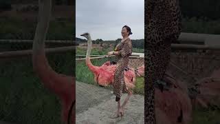 Ostrich Riding #ostrichriding #ostrich #animals  #horseride #buffaloriding