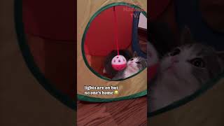 Funny Animals Videos 🤣 | Ep. 604 #shorts #viral #funny