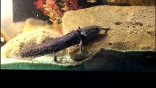 Salamander Development