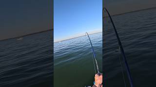 Jigging BIG Striped Bass!