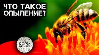 Что такое Опыление?