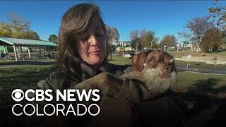 Thief steals disabled 15-year-old Colorado dog's wheelchair