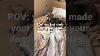 Why dog #viral #puppy #viralvideo #dog #funny #cute