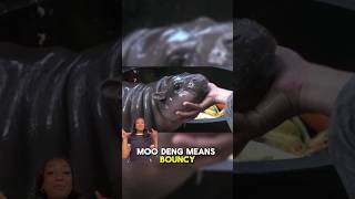 #moodeng the #babyhippo has taken over the internet! She's two months old and people are obsessed!