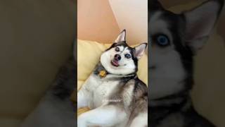 Funny Animals 2023 😂 - Funniest Cats and Dogs 🐱 🐶 #shorts