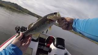 Are the fish on beds yet? Fishing Saguaro Lake AZ