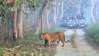 Tiger head on sighting. Huge male tiger strolling towards us.