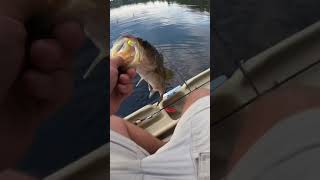 Cast to Catch on Pelican Bass Raider 10E ! #fishing #microfishing