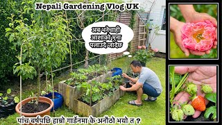 Nepali Gardening Vlog | Quick Garden Update Vlog | Early June Garden Update | Nepali Family UK |