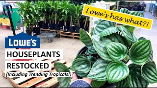 Lowe’s Has What?! Houseplants And Trending Tropicals Are Finally Restocked!