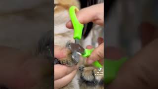 😺😊Cat grooming #catlover #catvideos #love #video #cats #cat #catshorts #grooming #catgrooming#cats