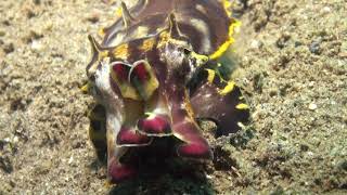 Flamboyant Cuttlefish (Metasepia pfefferi) - Close Up - Philippines