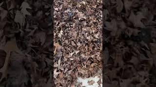 How to use leaves as mulch! #vegetables #gardening #garden #landscaping #landscapingideas #mulching