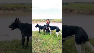 Pretty girl and dog in the field #dog #doglover