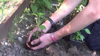 Planting Chillies | Jack Shilley