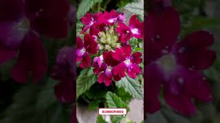 verbena flower plant | more colours of verbena flower plant #shorts