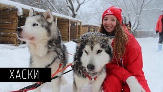 Катания на Хаски | Езда в упряжке| Самое зимнее развлечение| Прибрежный