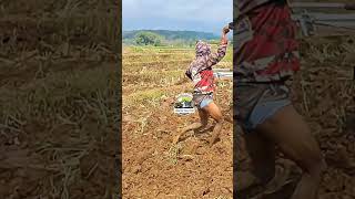 Parah ini...//traktor sawah 1006