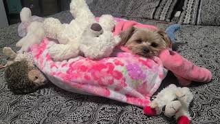 Relax with Rylie & the Gang as they Drift off to sleep#goodnight #viralvideo #yorkies #Rylie