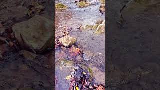 October Stream Flow 13 #hydrology #fallfoliage #autumn #bewater #slowed #sloweddown #h2o #water