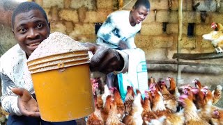 How to feed 100 layers from day 1| chicken farming | layers farming.