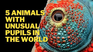 5 ANIMALS WITH UNUSUAL PUPILS IN THE WORLD