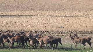 Licówka prowadzi chmarę 🦌😉