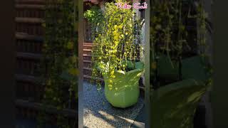 Hoa mai dây trồng ở Mỹ chưng tết cực đẹp #shorts - Winter Jasmine