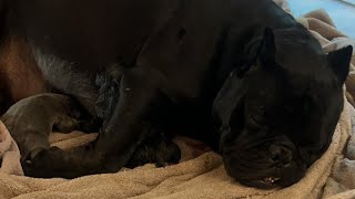 Micro bully giving neutral birth￼ at home