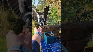 How to befriend a Magpie