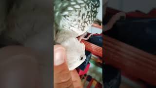 É muito amor #calopsita #cockatiel #birds