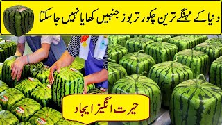 The most expensive watermelon | in the world that cannot be eaten |in urdo by rizing pakistan