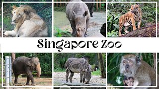 Singapore Zoo