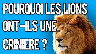 POURQUOI LES LIONS ONT-ILS UNE CRINIERE ? #21