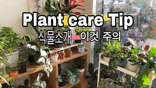 우리집 식물 겨울철 관리. 무늬종류. 주의할점. Home plant tour. Care. 家の植物冬ケア.バリエガタVariegata.