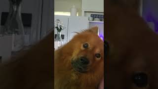 Chowchow makes cute faces #chowchow #dogshorts #funnydogs #cutedogs