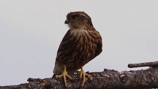 Merlin Perched On Branch Windy Day