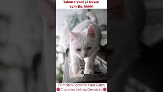 GATINHO PIANISTA 😻 [Talento Você Já Nasce com Ele] #shorts