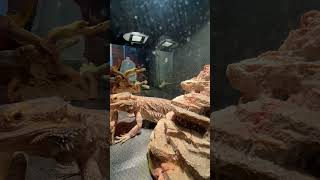 Part 1 | I time lapsed my bearded dragon for 20 minutes #spedup #lizard #pets part 2 out now