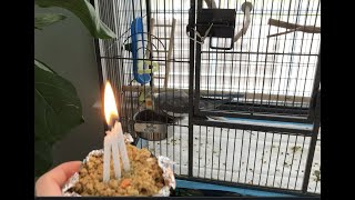 Casper's Birthday!(Bird cake recipe...