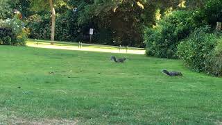 Squirrels in Bournemouth Lower gardens