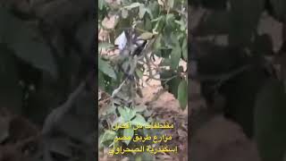 من افضل مزارع طريق مصر اسكندرية الصحراوي